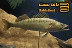 همه چیز را درباره ماهی سوف و روش های صیدش بدانیم...