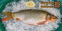 ماهی کپور و همه چیز آن ، از خانواده و تنوع تا صید و نحوه شکار ...