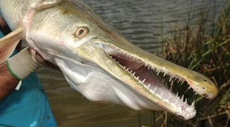 مشاهده گونه مهاجم "ماهی سوسماری" در رودخانه کرخه!