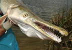 مشاهده گونه مهاجم "ماهی سوسماری" در رودخانه کرخه!